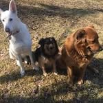 Tracey Carey - @traceyklinecarey - Instagram