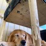Tracey Koehler - @prkutrheden - Instagram