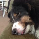 Tracey Kroll - @renard8450 - Instagram