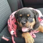 Tracey Latham - @kayathepup20 - Instagram
