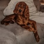 Tracey May - @nellie_mae_and_lady_delilah - Instagram