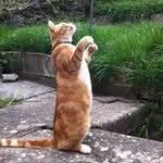 Tracey Anne McAlister - @traceyagemmell - Instagram
