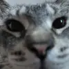 Tracey McConnell - @teacher.mom.cat - TikTok