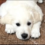 Tracy McNulty LeVesque - @windchimegoldens - Instagram