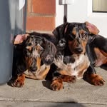 Tracey Nash - @nashminidasch - Instagram