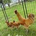 Tracy ONeill - Facebook