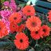 Tracey Pepper - Facebook
