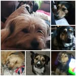 Tracey Peters - @traceypeters22 - Instagram