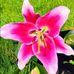 Tracey Pickering - Facebook