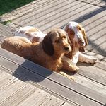 Tracey Pickering - @two_hounddogs - Instagram