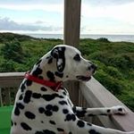 John Tracey Pitts - @johntraceypitts - Instagram