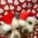 Tracy Prior Henderson - @buddieandclyde - Instagram