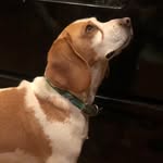 Tracey Ruffin - @ruffinsredandwhitebeagles - Instagram