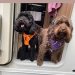Tracey Elliott-Storey - @bellaandpercy - Instagram