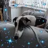 Tracey Stout - @tracey.stout - TikTok