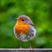 Tracey Swan - Facebook