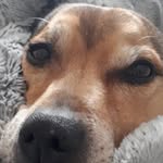 Tracey Tappenden Vidler - @traceytappenden490 - Instagram