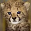 Tracy Teague - @tracy.teague - TikTok
