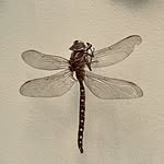Tracy Trigg - @thedragonfly111 - Instagram