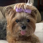 Tracey Weber Brown - @traceyweberb - Instagram