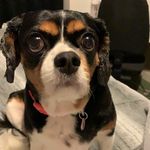 Tracey Weller - @top_cat74 - Instagram