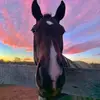 traceywellerkent - @traceywellerkent - TikTok