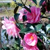 Tracey White - @tracey.white78 - TikTok