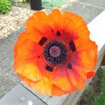 Tracey Whitney - @traceyk417 - Instagram