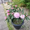 Tracy Barber - @tracy.barber25 - TikTok