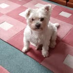 Tracy Brittain - @littlewhitedogtarot - Instagram