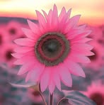 Traci Casey - Facebook