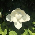 Traci Cox Forbes - @tracitac - Instagram