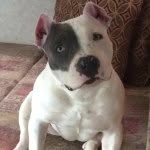 Traci Daniel Stalsby - @bootstatebullyzz - Instagram