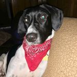 Traci Dodson Blazier - @little_roy_dean - Instagram