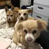 Traci English - @traci.english - TikTok