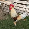 tracimillerfields - @tracimillerfields - TikTok