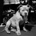 Traci Flores - Facebook