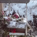 Traci Betz Gardner - @tbg9604 - Instagram