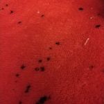 Traci Goodwin - @thriftedkittens - Instagram