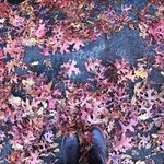 Traci Takagi Goodwin - @ttakagi2012 - Instagram