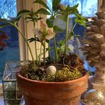 Tracy Griffith - @tracy.inthe.country - Instagram