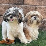 Tracy Haas - @lilo_stitch_woof - Instagram