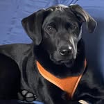 Traci Hanson - @mylabradorretrieverspage - Instagram