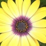 Traci Hanson - @htraci776 - Instagram