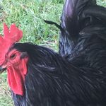 Traci Lathem Hoffman - @hoffman612 - Instagram