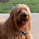 Traci Holt (Goldens & Doodles) - @fire_tower_goldens_and_doodles - Instagram