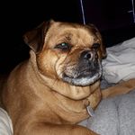 Traci Lyons - @tcpuppy2 - Instagram