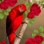 Tracy Norris - Facebook