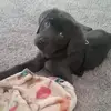 Traci Owens - @traci.owens5 - TikTok