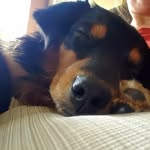 Traci Presley - @ocdgrrl - Instagram
